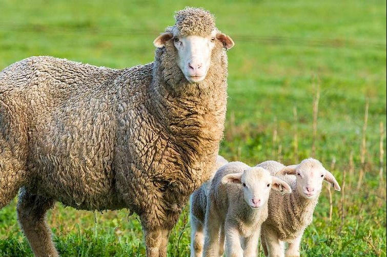 Merino sheep in a field